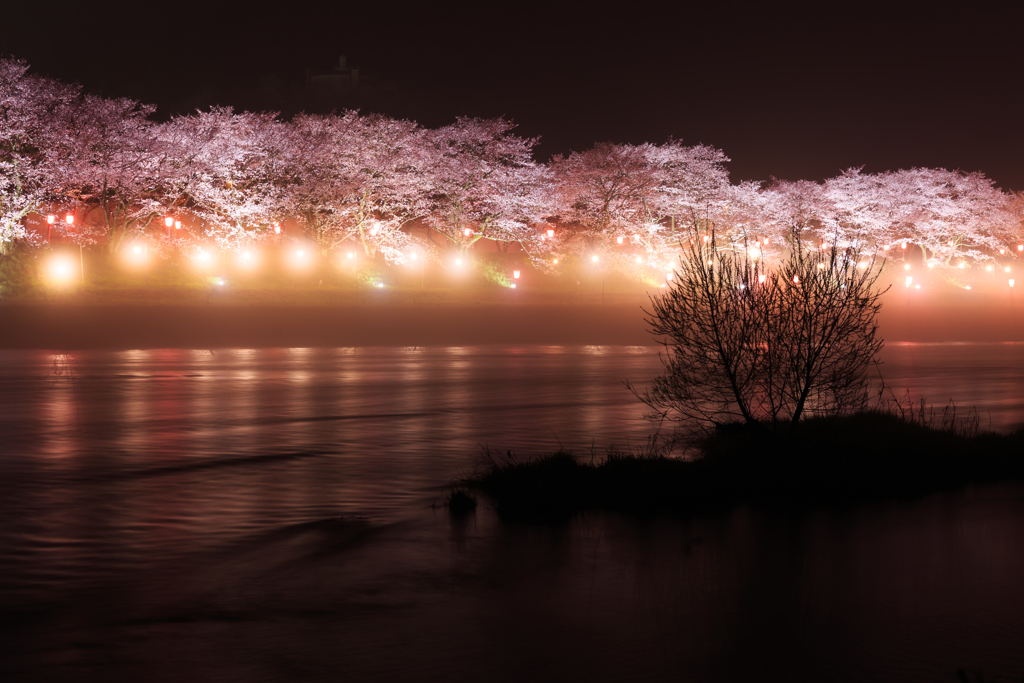 桜幻郷 -弐-