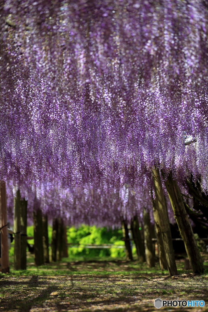 Corridor of Purple