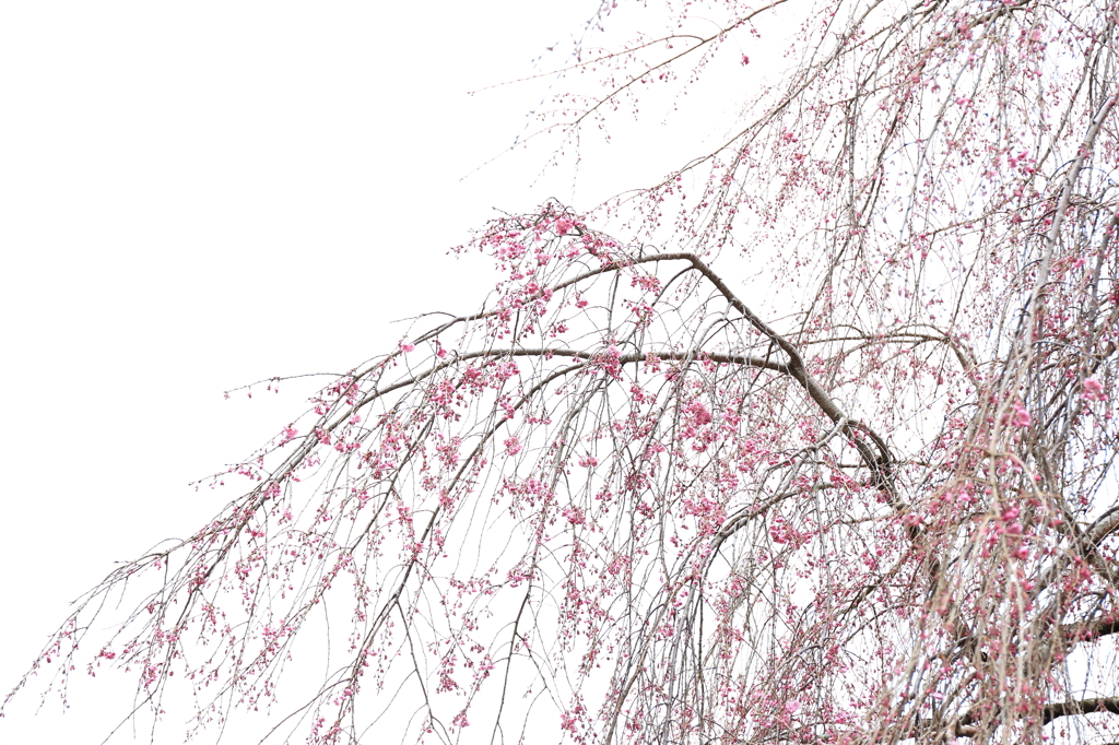 曇天 枝垂桜