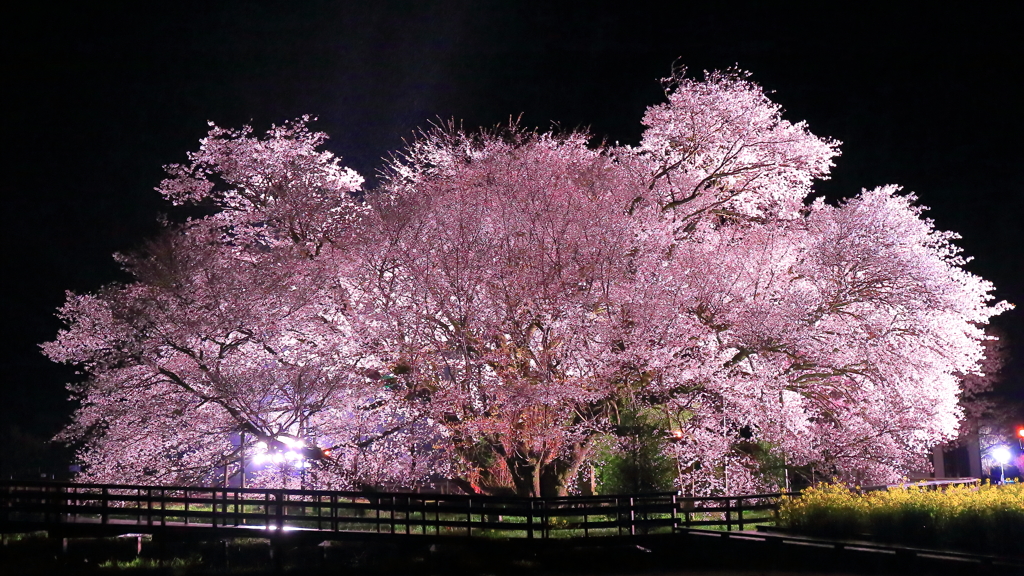 一心行の大桜2016 #2