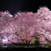 一心行の大桜2016 #2