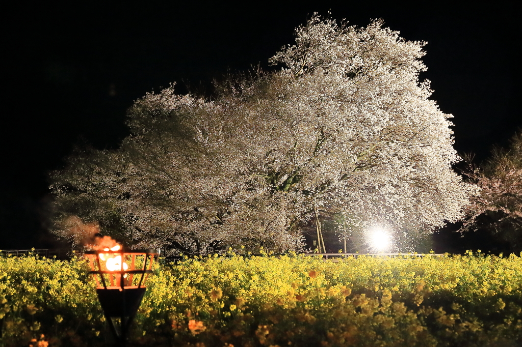 一心行の大桜2016 #1