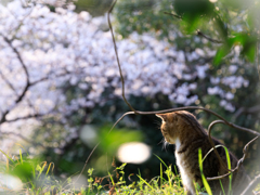 お花見ニャンコ