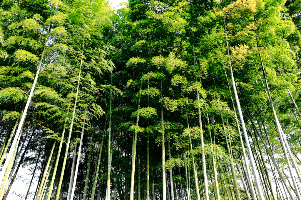 街中の竹林