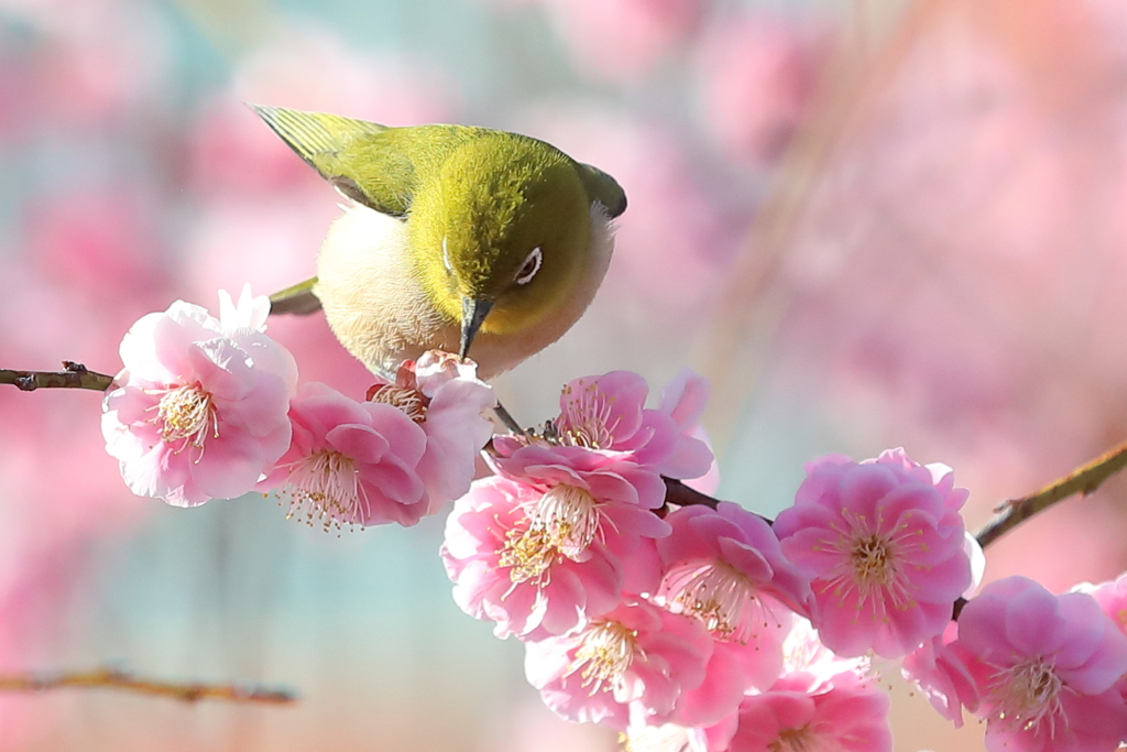 天神さまのうめじろー