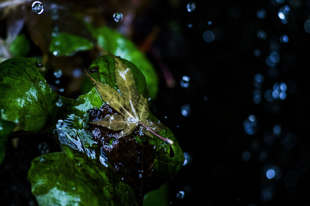 雨