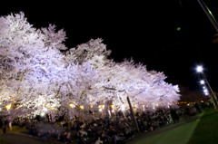 一目千本夜桜