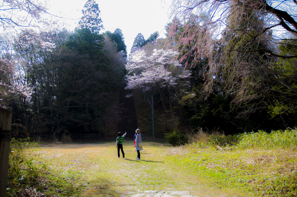 桜探し