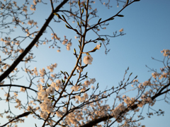 桜2025②