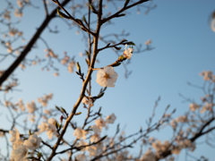 桜2025①