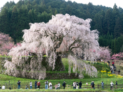 又兵衛桜