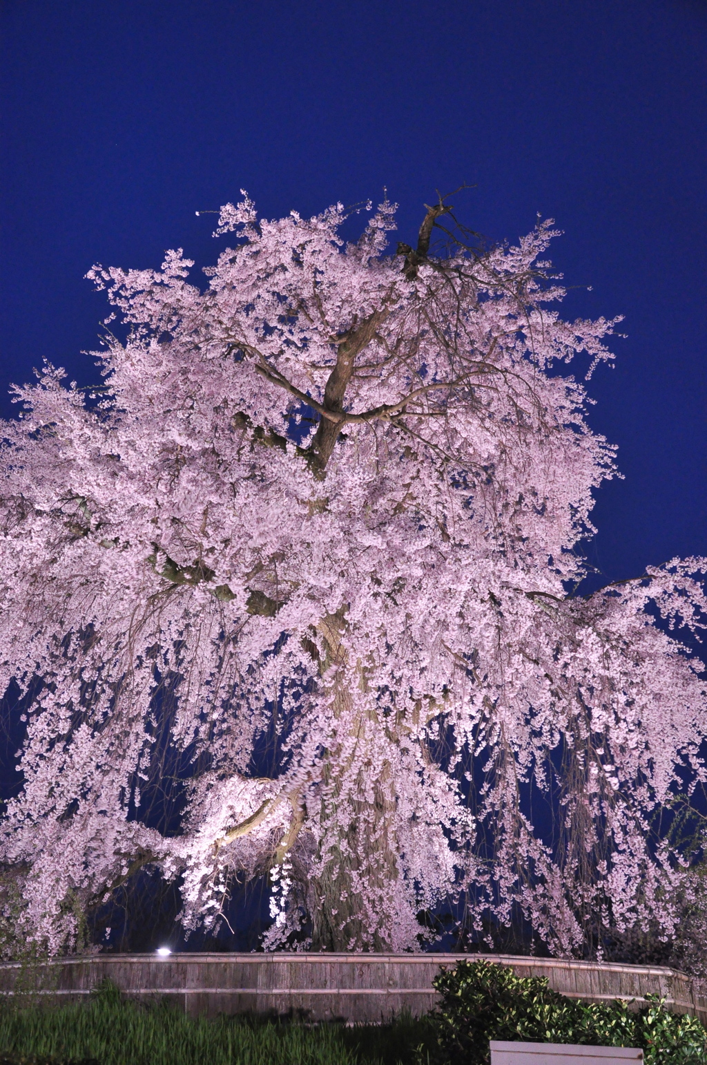 夜桜