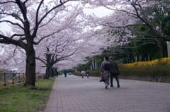 さくら3
