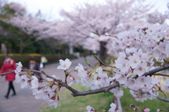 さくら2