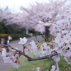 さくら2