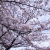 さくら1