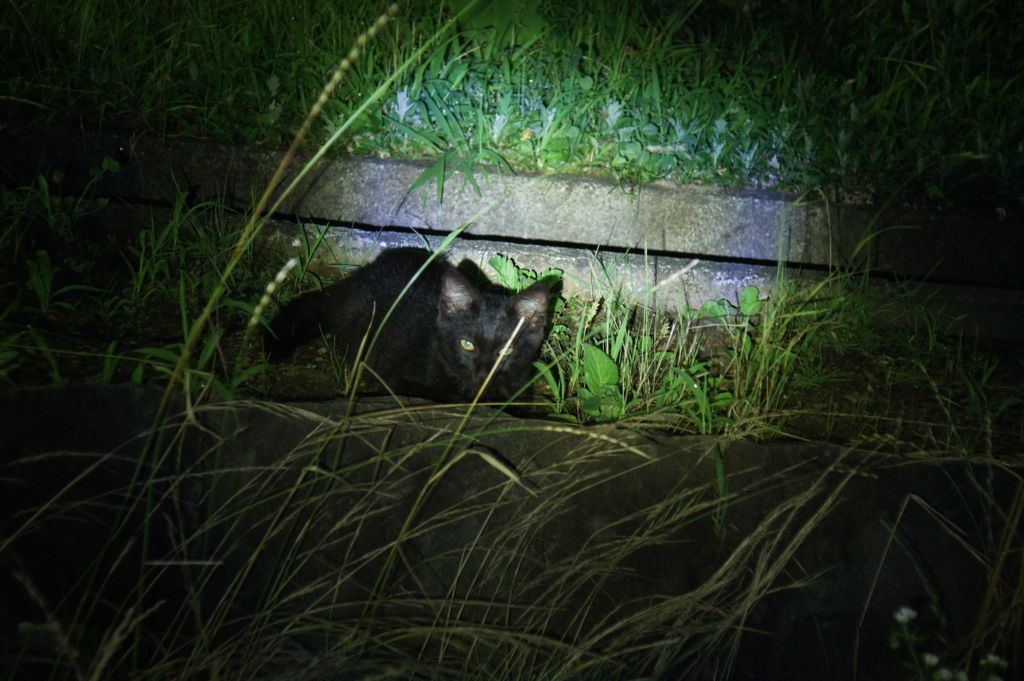 黒猫