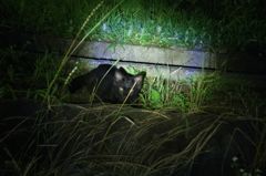 黒猫