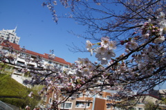 桜と町