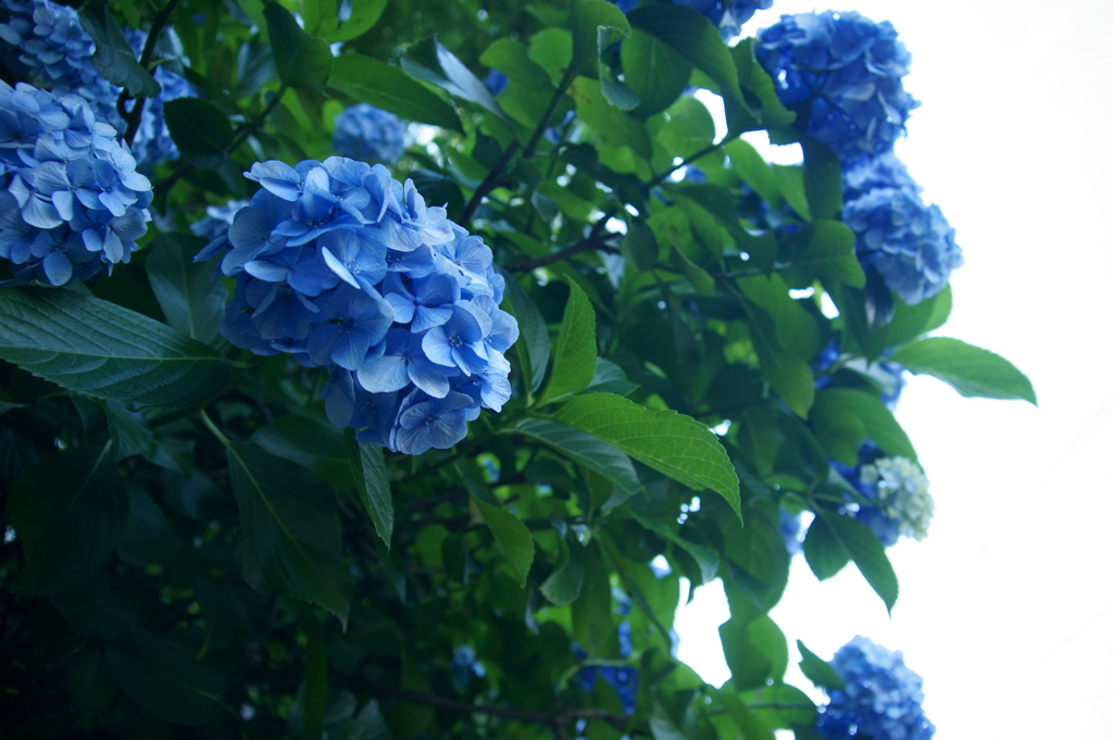 紫陽花