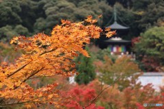 もみじの永観堂
