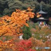 もみじの永観堂