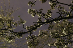 夜桜
