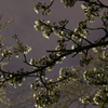 夜桜