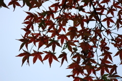 華麗