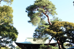 明治神宮