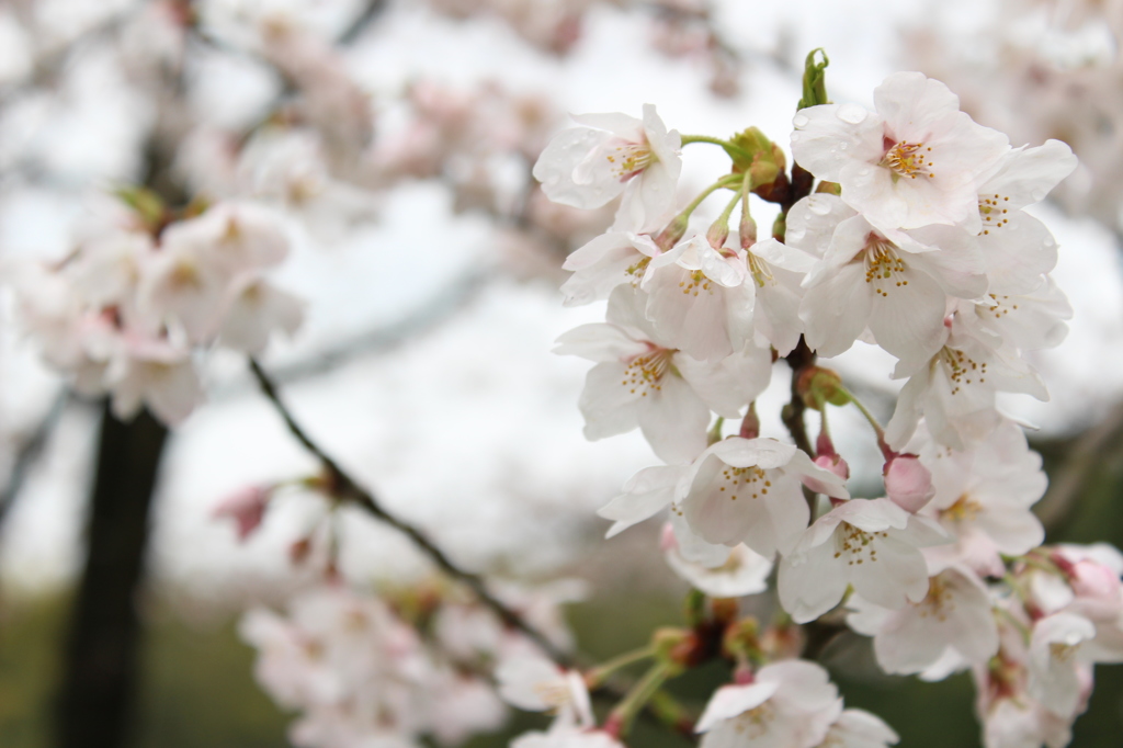 雨桜