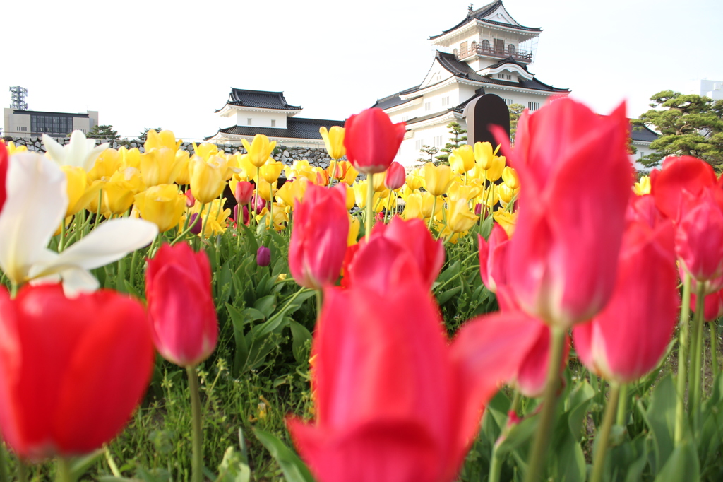 富山城