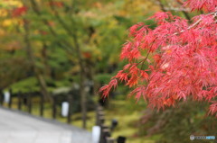 紅