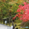 紅