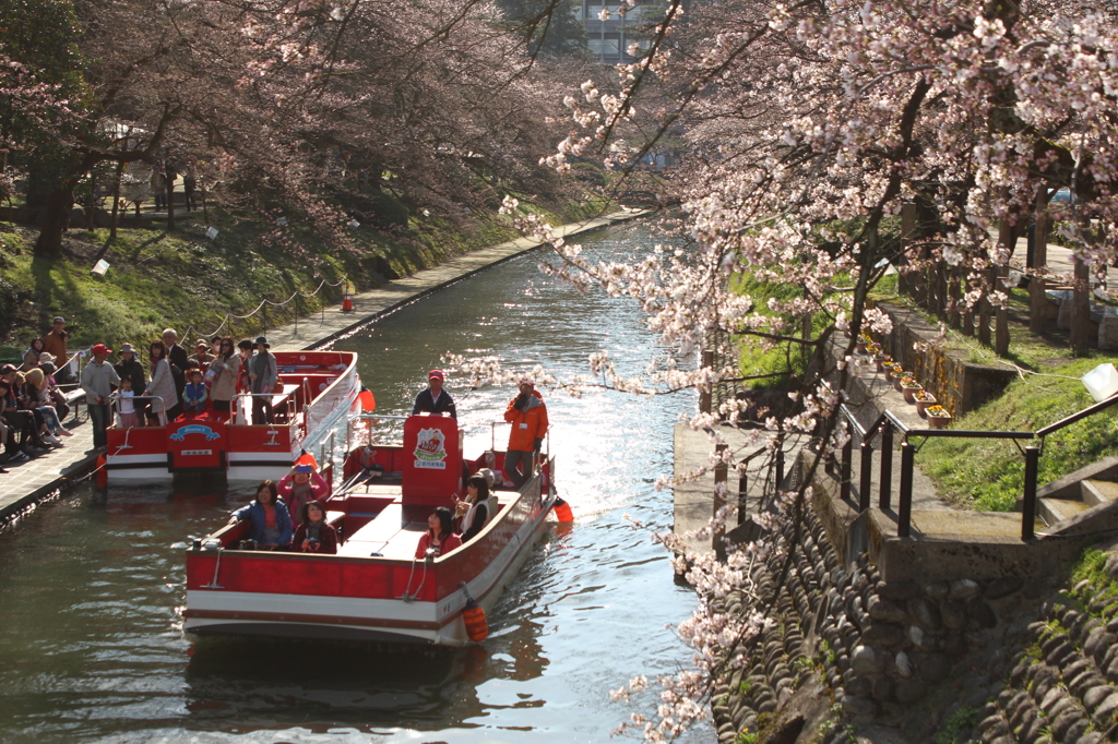 松川の桜