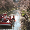 松川の桜