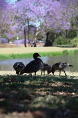 春の公園で