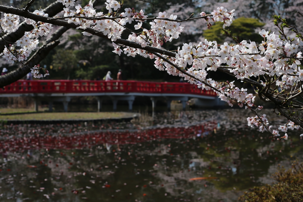 岩槻城址公園　桜と八つ橋