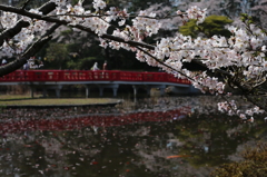 岩槻城址公園　桜と八つ橋