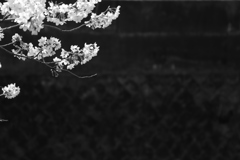 冬よさようならⅡ