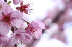さくら×にわか雨