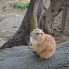 えっと・・・？この生き物なんだっけ？