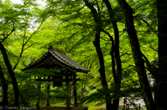 丹波・高源寺の新緑
