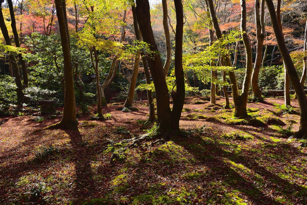 晩秋の祇王寺