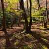 晩秋の祇王寺