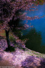 大沢池に散る桜