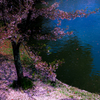 大沢池に散る桜