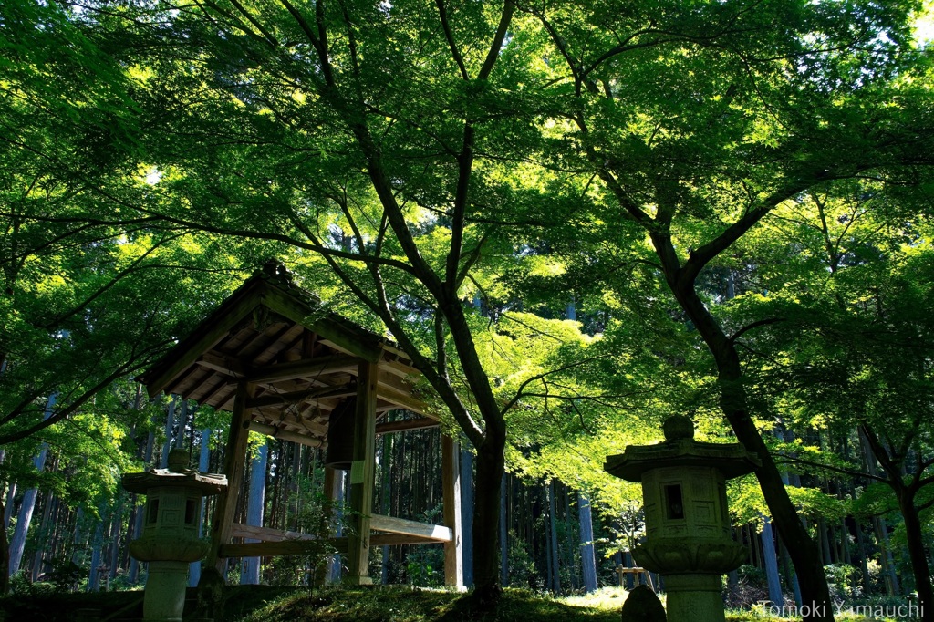 丹波・新緑の高山寺