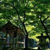 丹波・新緑の高山寺