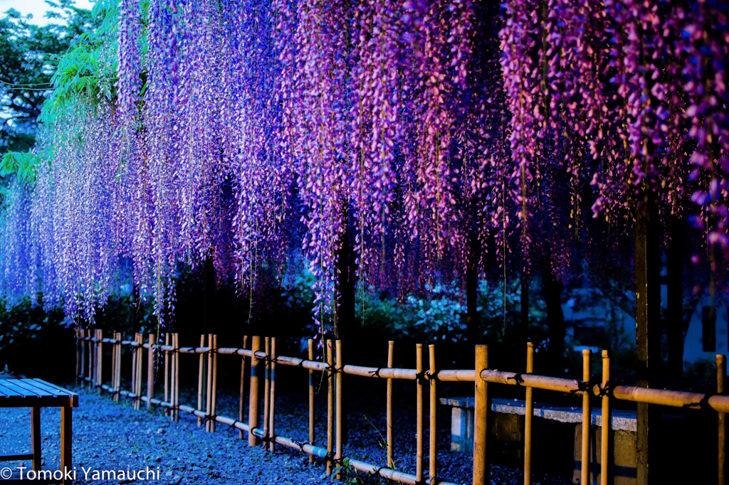 Purple curtain2